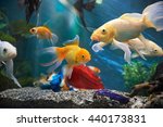 aquarium colourfull fishes in dark deep blue water