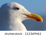 Seagull  Close Up