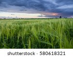 Beautiful sunset landscape over green lush of wheat field