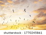Birds Silhouettes Flying Sunset ...