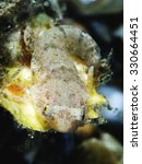 Clingfish (Diplecogaster bimaculata) on a sea shell