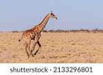 A galloping giraffe   giraffa...