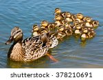 Mallard Duck With Her Ducklings