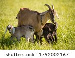 Small photo of south african boer goat and or goatling doeling portrait on nature outdoor