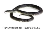 holbrooki speckled king snake... | Shutterstock . vector #139134167