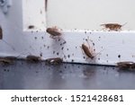 A lot of cockroaches are...