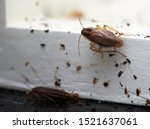 A Lot Of Cockroaches Are...