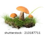 Three Boletus Mushroom In The...