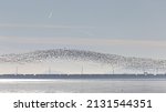 Huge Flock Of Snow Geese Take...