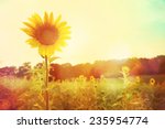 One Sunflower Rising Above The...