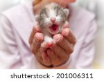 Newborn Kitten In Hands