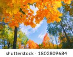 Small photo of Autumn background landscape. Yellow color tree, red orange foliage in fall forest. Abstract autumn nature beauty scene October season sun heart shape sky Calm season life feel. Fall nature tree leaves