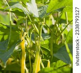 Small photo of Phaseolus vulgaris - a bush of Dwarf Beans with yellow pods. Plant is called French Bean or Green Bean - producing healthy and delicious pods.