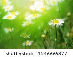  hamomile  matricaria recutita  ... | Shutterstock . vector #1546666877