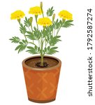 Marigold Flower In Pot Vector...