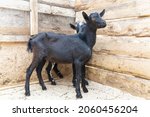 Two Black Goats With And...