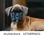 German Boxer Puppy Dog