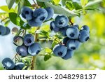 Ripe Blueberries  Bilberry  On...