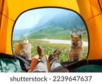 Wonderful view of nature through the open entrance to the tent. The beauty of a romantic hike and camping accompanied by a dog.