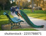 Peacock sitting on the bench in Bagatelle park of Bois de Boulogne in Paris, France