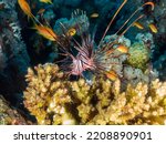 Small photo of Red lionfish (Pterois volitans) or zebrafish is a venomous coral reef fish in the Red Sea, Egypt. Underwater photography and travel.