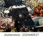 Small photo of Black Crocodile Flathead or Crocodilefish, De Beaufort's Flathead and Beaufort's Crocodilefish at Raja Ampat, Indonesia. Underwater photography and travel.