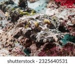 Small photo of Crocodile Flathead or Crocodilefish, De Beaufort's Flathead and Beaufort's Crocodilefish at Raja Ampat, Indonesia. Underwater photography and travel.