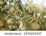 Small photo of virgin olive oil, traditional hand picked olives, green olives and olive trees cultivation and harvesting season by hands