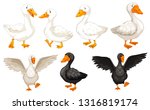Set Of Duck Character...
