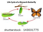 Butterfly Life Cycle Free Stock Photo - Public Domain Pictures