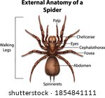 external anatomy of a spider on ... | Shutterstock .eps vector #1854841111