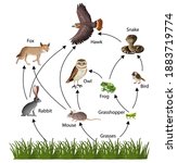 food chain concept diagram... | Shutterstock .eps vector #1883719774