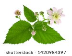 Blackberry Blossom Flower With...