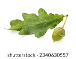Oak leaf with acorn isolated on white background
