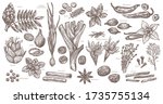 sketch spices and herbs.... | Shutterstock .eps vector #1735755134