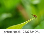 Orange Cucurbit Leaf Beetle ...