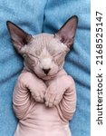 Small photo of Canadian Sphynx Cat blue mink and white color with closed eyes, sleeping lying down on his back on blue jeans. Close-up from above. Selective focus on muzzle of kitten, shallow depth of field.