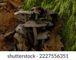 Small photo of Coprinellus xanthothrix, group of gray-white mushrooms on the autumn forest edge in the fallen leaves.