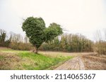 Small photo of Heart shaped tree in field. Spring. Unadorned countryside rural life. Protect environment, climate change concept. Ecological background.