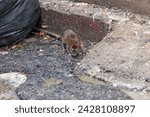 Small photo of Dirty disgusting rats on area that was filled with sewage, smelly, damp, and garbage bags. Referring to the problem of rats in the city, disease outbreaks from animals, filth of city. Selective focus.