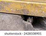 Small photo of Dirty, shaggy-haired, beady-eyed, repulsive, disgustin rats emerge from the cracks of buildings. Refers to the rat problem in the city, animal disease outbreaks, and filth. Selective focus.