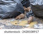 Small photo of Dirty disgusting rats on area that was filled with sewage, smelly, damp, and garbage bags. Referring to the problem of rats in the city, disease outbreaks from animals, filth of city. Selective focus.