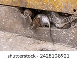 Small photo of Dirty, shaggy-haired, beady-eyed, repulsive, disgustin rats emerge from the cracks of buildings. Refers to the rat problem in the city, animal disease outbreaks, and filth. Selective focus.