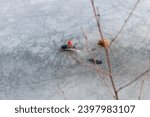 Small photo of Fishing bobber stuck in ice
