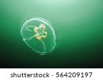 Jellyfish (Aurelia aurita)