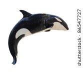 A Leaping Killer Whale  Orca...