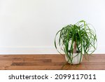 Ponytail palm in a white ceramic pot against white wall