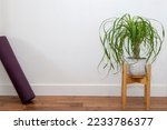Ponytail Palm Plant with yoga mat in  the basket planter against the white wall