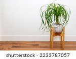 Ponytail Palm in a white ceramic pot against the white wall