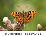 A Comma Butterfly  Polygonia C...